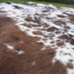 Real Genuine Brown Speckled Salt and Pepper Cowhide Rug 6x6 Large Modern Living Room Area Rug Natural Leather Hair On Cheap Brazilian Brindle Hung on Wall Bedroom Cheap Cowhide Rug Sale